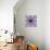 Mandala Ornament from Poeny Blossoms-Alaya Gadeh-Photographic Print displayed on a wall