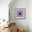 Mandala Ornament from Poeny Blossoms-Alaya Gadeh-Framed Photographic Print displayed on a wall