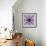 Mandala Ornament from Poeny Blossoms-Alaya Gadeh-Framed Photographic Print displayed on a wall