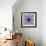 Mandala Ornament from Poeny Blossoms-Alaya Gadeh-Framed Photographic Print displayed on a wall