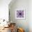 Mandala Ornament from Poeny Blossoms-Alaya Gadeh-Framed Photographic Print displayed on a wall