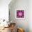 Mandala Ornament from Red Blooming Orchids, Conceptual Photographic Layer Work-Alaya Gadeh-Framed Photographic Print displayed on a wall