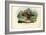 Mandarin Duck, 1863-79-Raimundo Petraroja-Framed Giclee Print