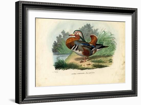 Mandarin Duck, 1863-79-Raimundo Petraroja-Framed Giclee Print