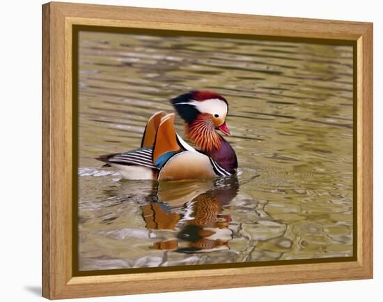 Mandarin Duck, Beijing, China-Alice Garland-Framed Premier Image Canvas