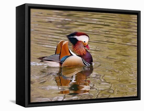 Mandarin Duck, Beijing, China-Alice Garland-Framed Premier Image Canvas