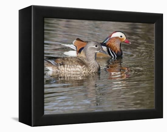 Mandarin Duck, Beijing, China-Alice Garland-Framed Premier Image Canvas