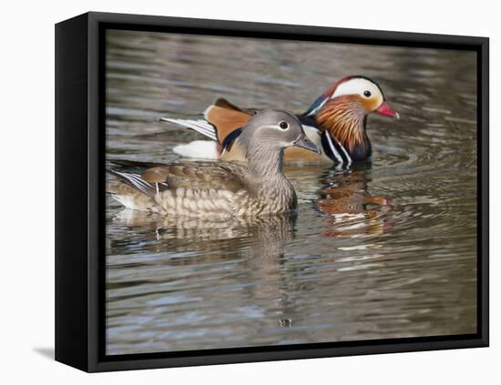 Mandarin Duck, Beijing, China-Alice Garland-Framed Premier Image Canvas