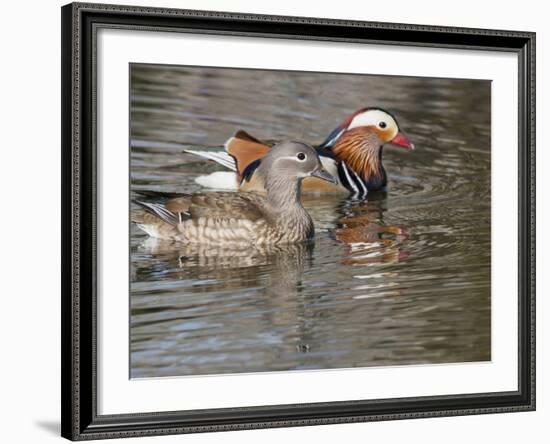 Mandarin Duck, Beijing, China-Alice Garland-Framed Photographic Print