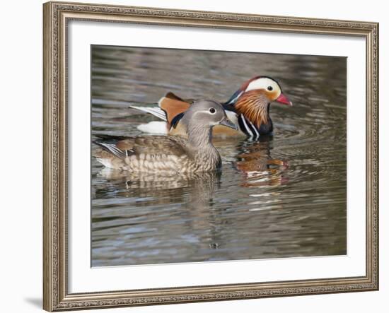 Mandarin Duck, Beijing, China-Alice Garland-Framed Photographic Print