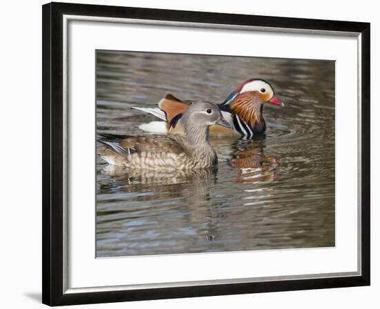 Mandarin Duck, Beijing, China-Alice Garland-Framed Photographic Print