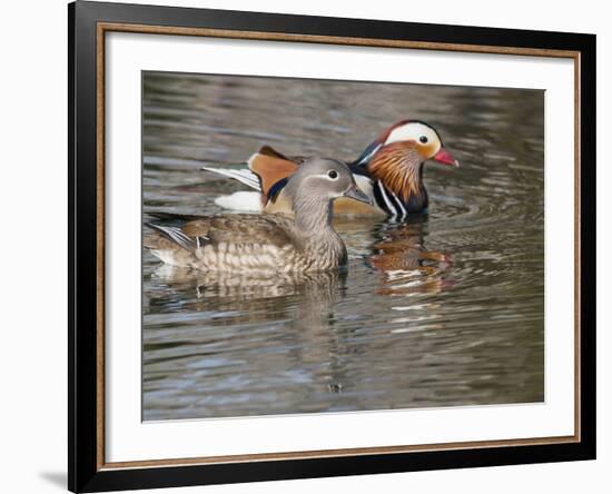 Mandarin Duck, Beijing, China-Alice Garland-Framed Photographic Print