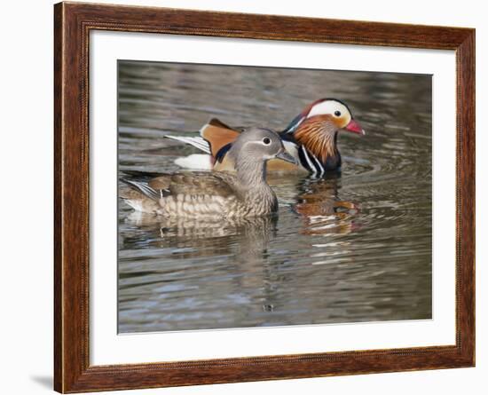 Mandarin Duck, Beijing, China-Alice Garland-Framed Photographic Print