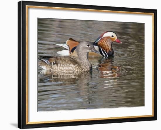 Mandarin Duck, Beijing, China-Alice Garland-Framed Photographic Print