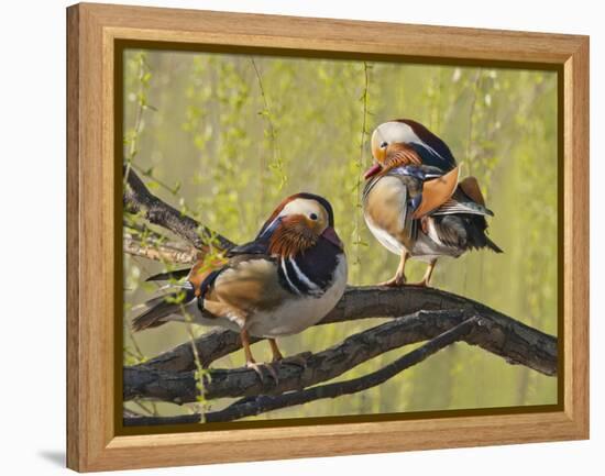 Mandarin Duck, Beijing, China-Alice Garland-Framed Premier Image Canvas