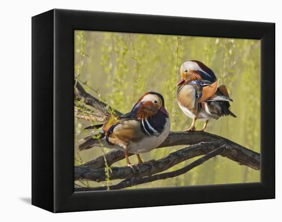 Mandarin Duck, Beijing, China-Alice Garland-Framed Premier Image Canvas