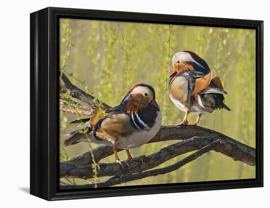 Mandarin Duck, Beijing, China-Alice Garland-Framed Premier Image Canvas