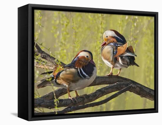 Mandarin Duck, Beijing, China-Alice Garland-Framed Premier Image Canvas