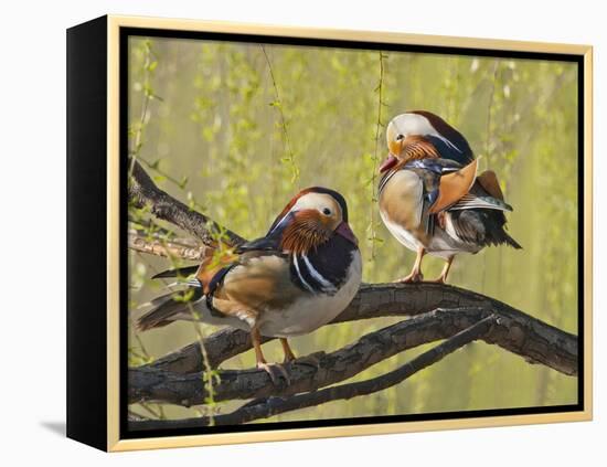 Mandarin Duck, Beijing, China-Alice Garland-Framed Premier Image Canvas