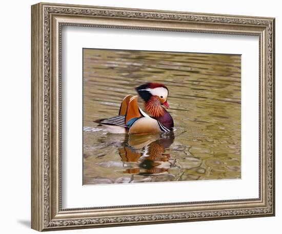 Mandarin Duck, Beijing, China-Alice Garland-Framed Photographic Print