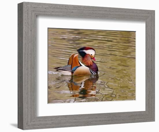 Mandarin Duck, Beijing, China-Alice Garland-Framed Photographic Print