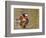 Mandarin Duck, Beijing, China-Alice Garland-Framed Photographic Print