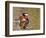 Mandarin Duck, Beijing, China-Alice Garland-Framed Photographic Print