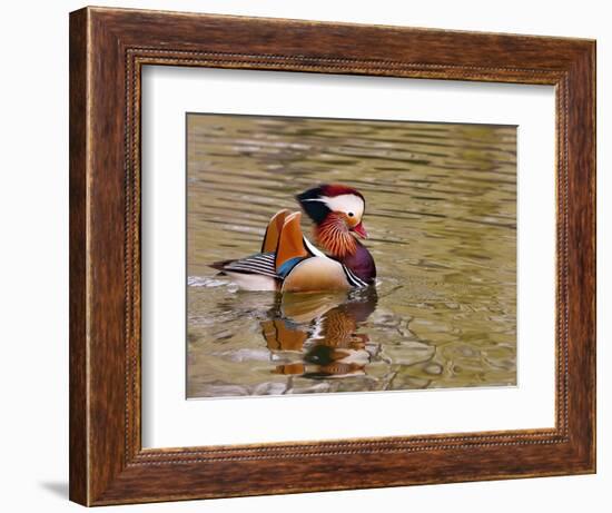 Mandarin Duck, Beijing, China-Alice Garland-Framed Photographic Print