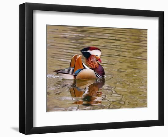 Mandarin Duck, Beijing, China-Alice Garland-Framed Photographic Print