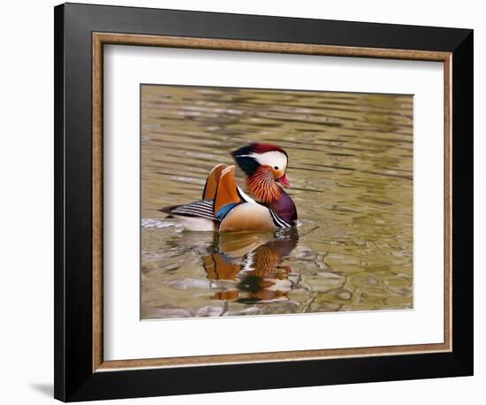 Mandarin Duck, Beijing, China-Alice Garland-Framed Photographic Print