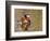 Mandarin Duck, Beijing, China-Alice Garland-Framed Photographic Print