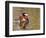 Mandarin Duck, Beijing, China-Alice Garland-Framed Photographic Print