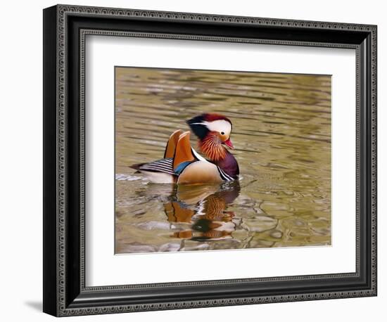 Mandarin Duck, Beijing, China-Alice Garland-Framed Photographic Print