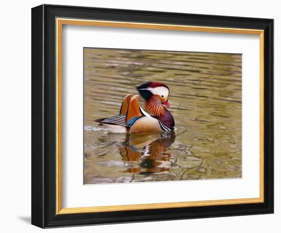 Mandarin Duck, Beijing, China-Alice Garland-Framed Photographic Print