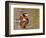 Mandarin Duck, Beijing, China-Alice Garland-Framed Photographic Print