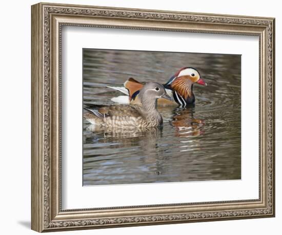 Mandarin Duck, Beijing, China-Alice Garland-Framed Photographic Print