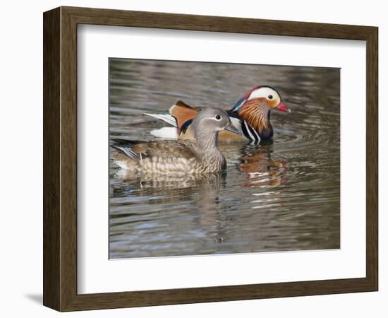 Mandarin Duck, Beijing, China-Alice Garland-Framed Photographic Print