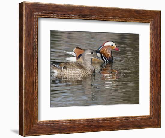 Mandarin Duck, Beijing, China-Alice Garland-Framed Photographic Print