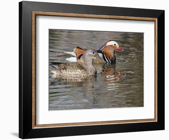 Mandarin Duck, Beijing, China-Alice Garland-Framed Photographic Print