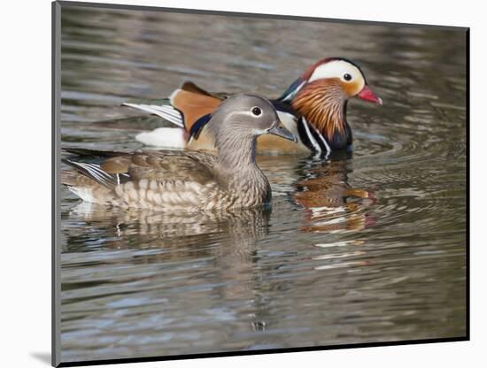 Mandarin Duck, Beijing, China-Alice Garland-Mounted Photographic Print