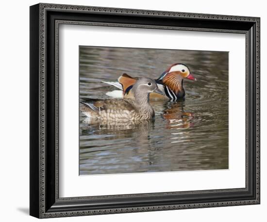 Mandarin Duck, Beijing, China-Alice Garland-Framed Photographic Print