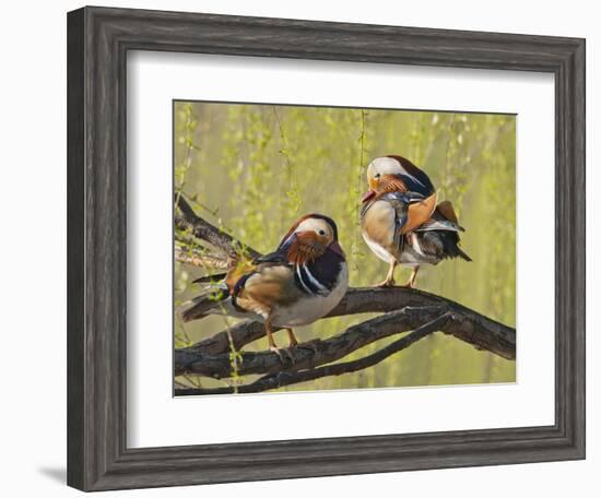 Mandarin Duck, Beijing, China-Alice Garland-Framed Photographic Print