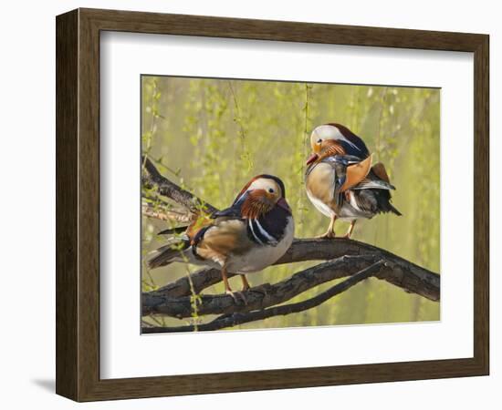 Mandarin Duck, Beijing, China-Alice Garland-Framed Photographic Print