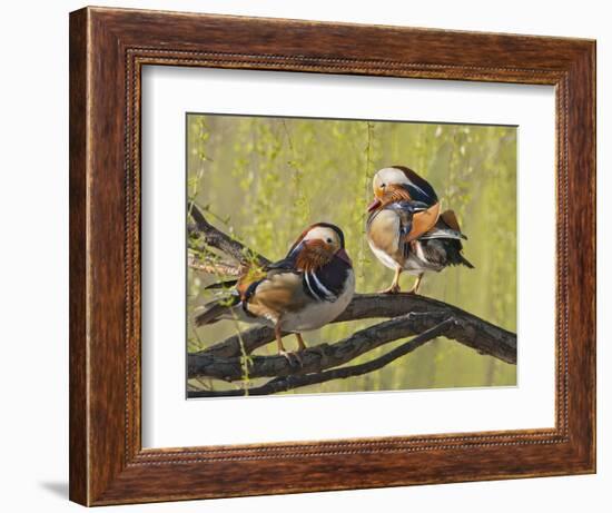 Mandarin Duck, Beijing, China-Alice Garland-Framed Photographic Print