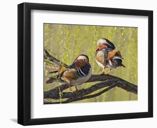 Mandarin Duck, Beijing, China-Alice Garland-Framed Photographic Print