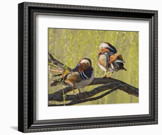 Mandarin Duck, Beijing, China-Alice Garland-Framed Photographic Print