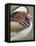 Mandarin Duck, Close up of Male Head, USA-John Cancalosi-Framed Premier Image Canvas
