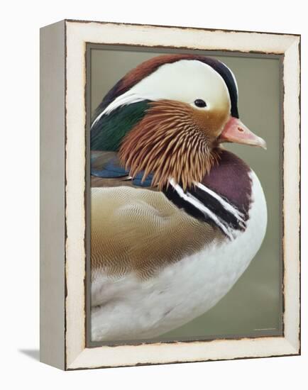 Mandarin Duck, Close up of Male Head, USA-John Cancalosi-Framed Premier Image Canvas