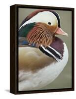 Mandarin Duck, Close up of Male Head, USA-John Cancalosi-Framed Premier Image Canvas