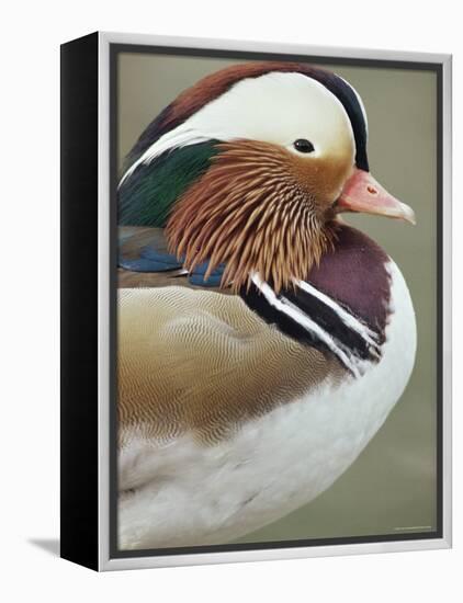 Mandarin Duck, Close up of Male Head, USA-John Cancalosi-Framed Premier Image Canvas